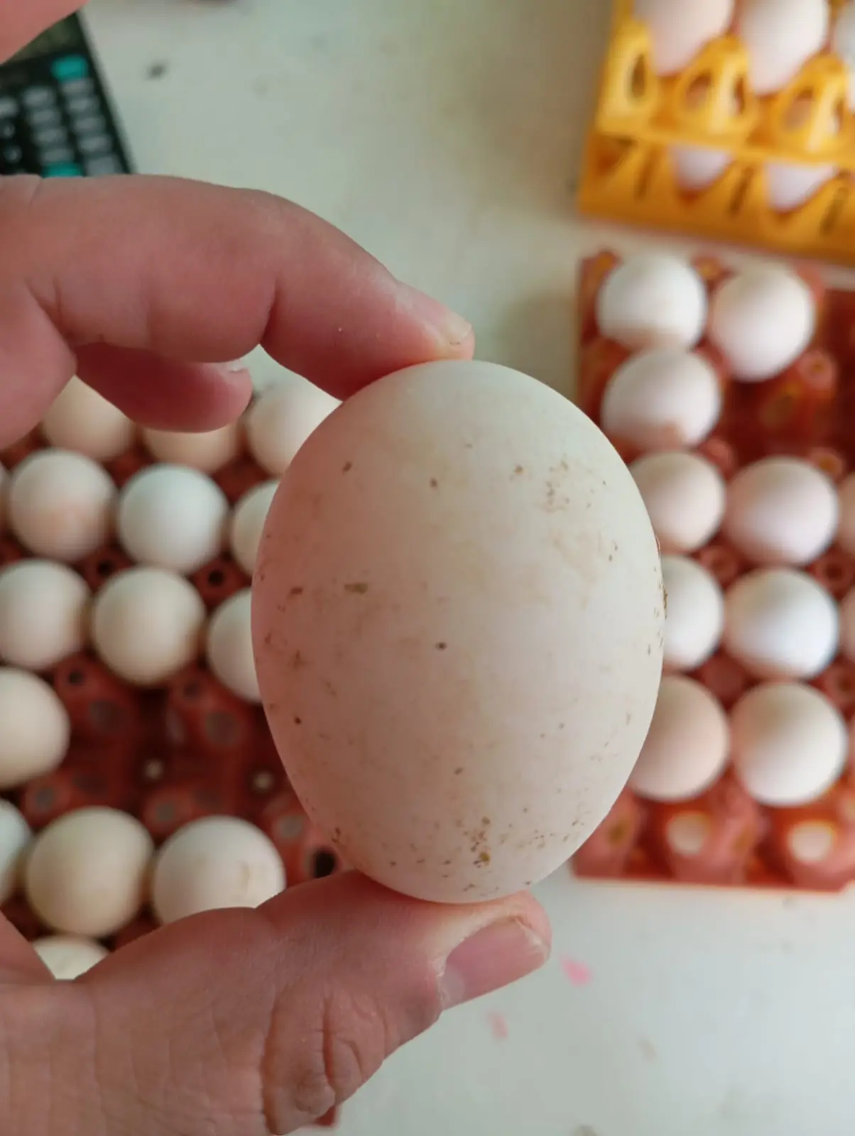Huevo de gallina sostenido en la mano frente a bandejas de huevos